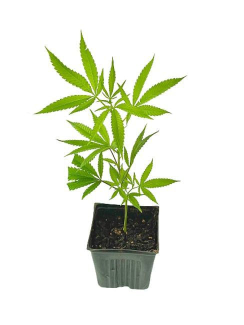 Ghost Vapor OG (Cuttings)