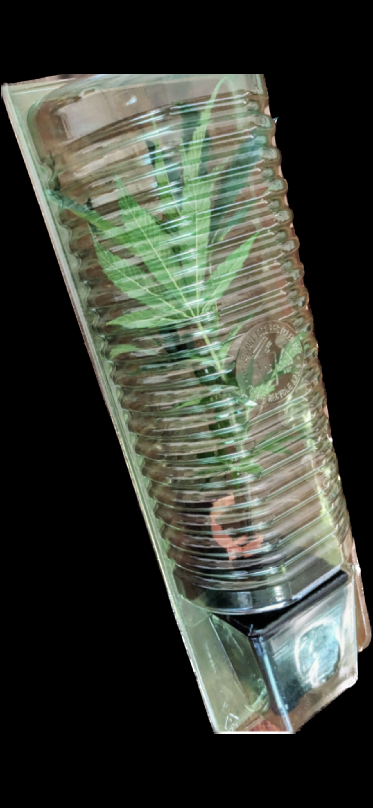 Ghost Vapor OG (Cuttings)