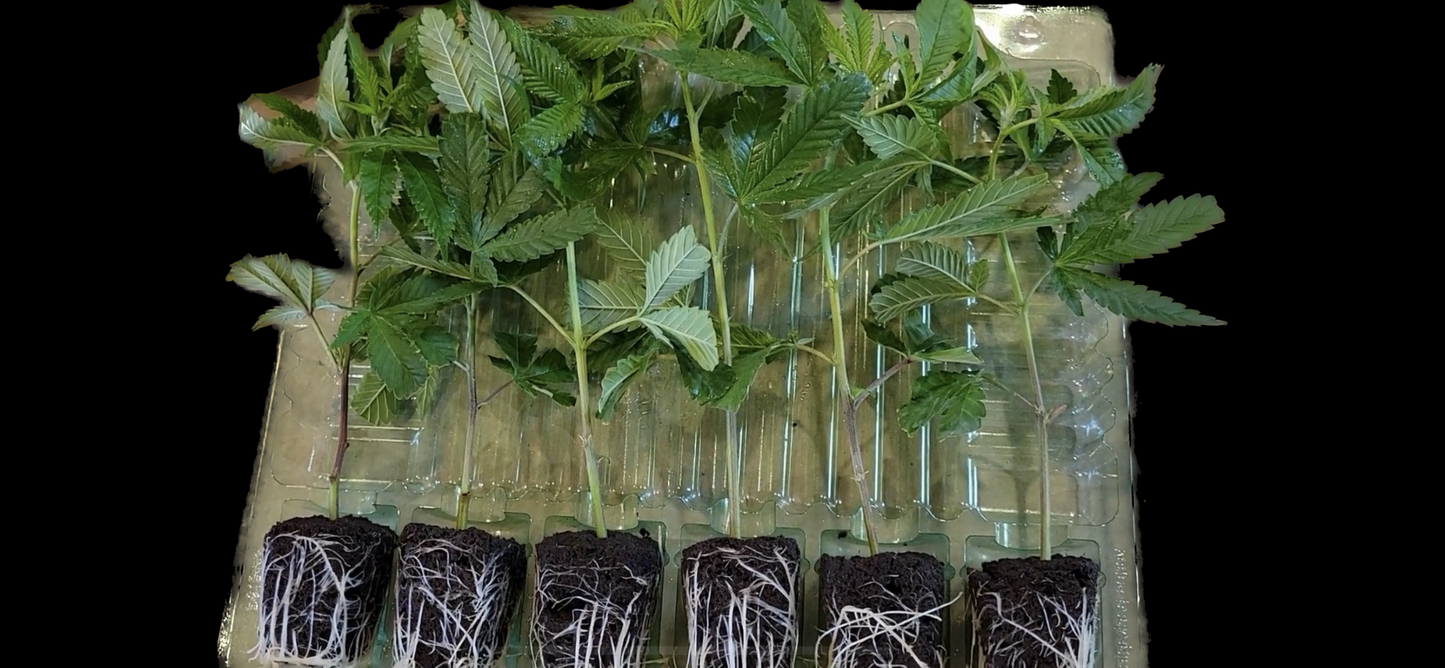 Joshiez Confidential (Cuttings)