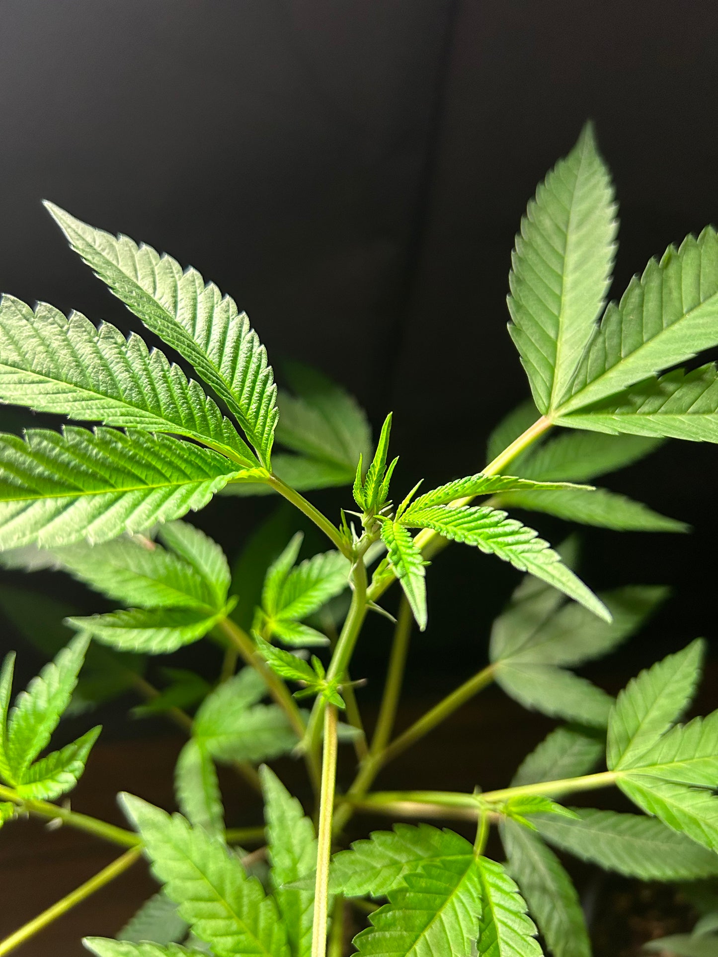 Ghost Vapor OG (Cuttings)