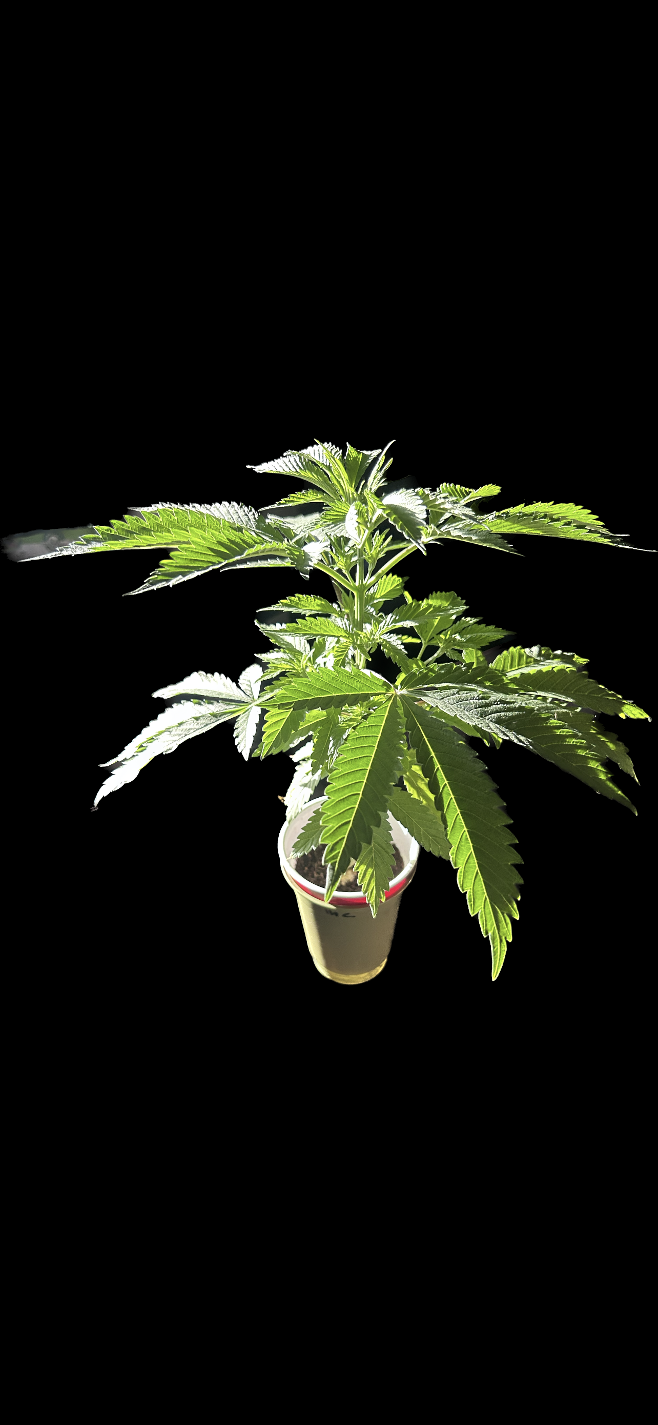 Green Lantern (Cuttings) 1 Cut