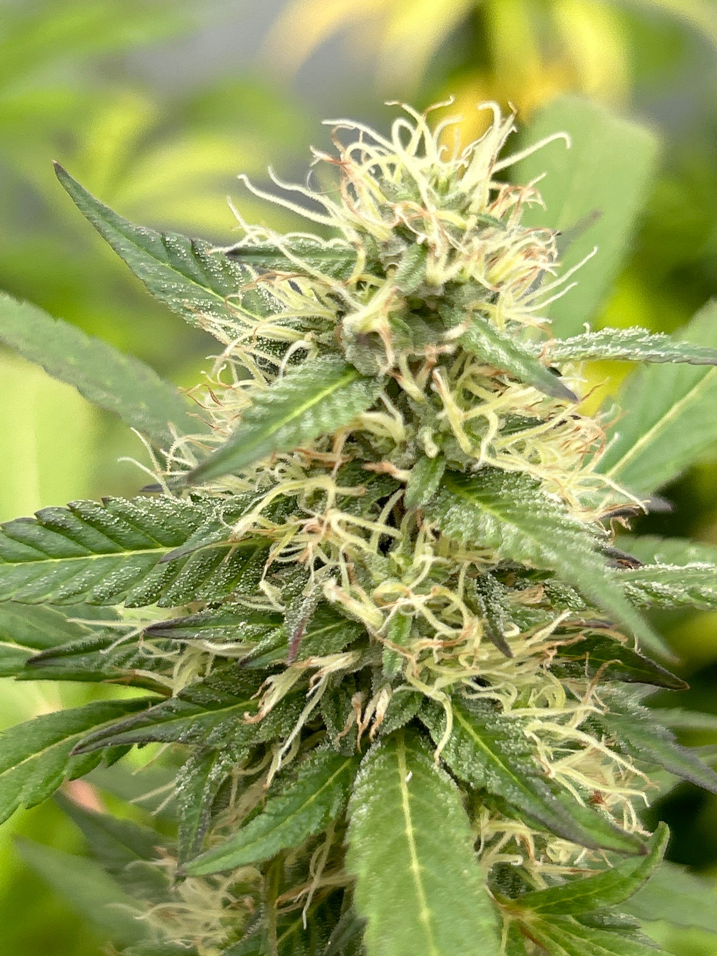 Ghost Vapor OG (Cuttings)