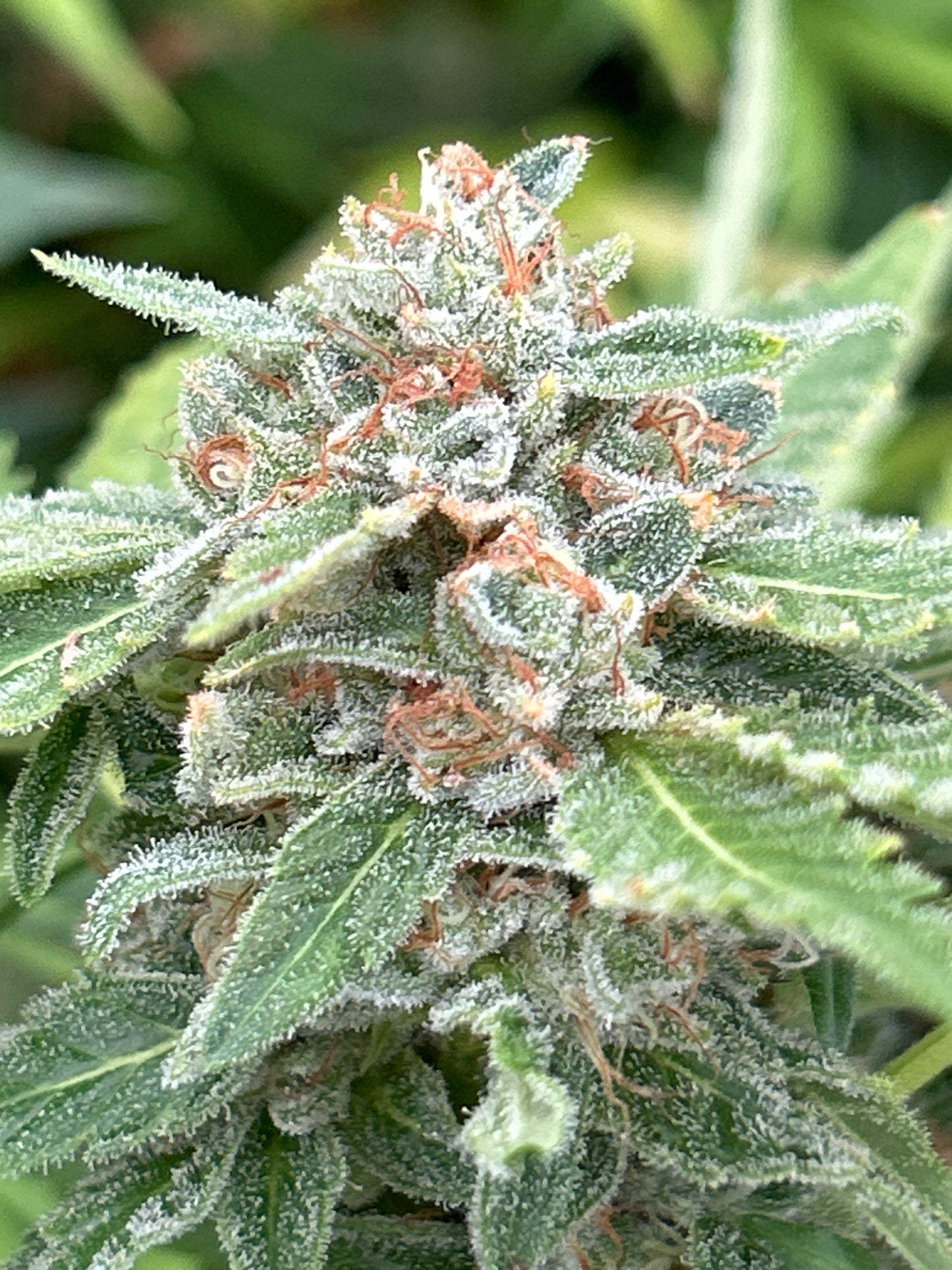 Joshiez Confidential (Cuttings)