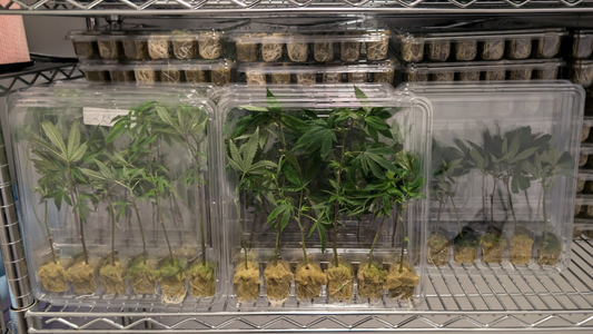Classic Original Clone - Chemdog 91