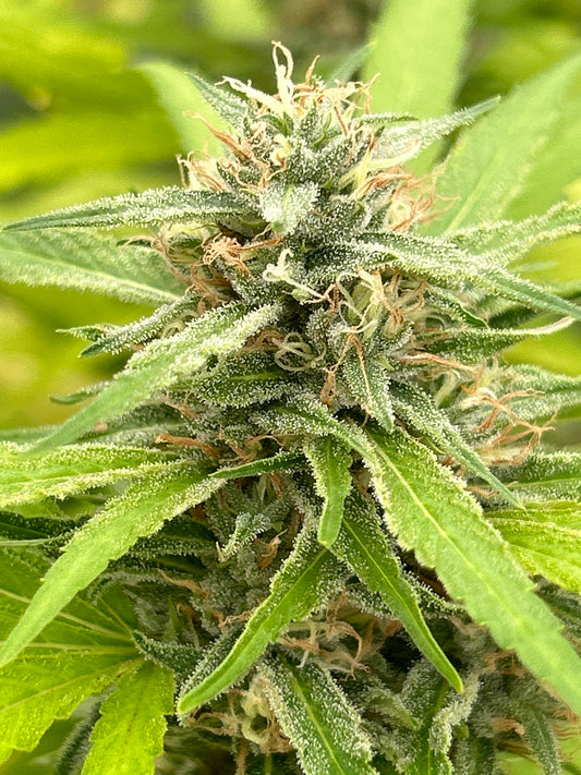 Double Dream | UOMJ | Elite Breeder Cut | Female Clone