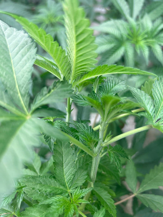 OG Joshua #3 (Cuttings) 1 Cut