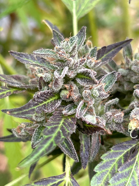 The Queen #1 | UOMJ | Elite Breeder Cut | Female Clone