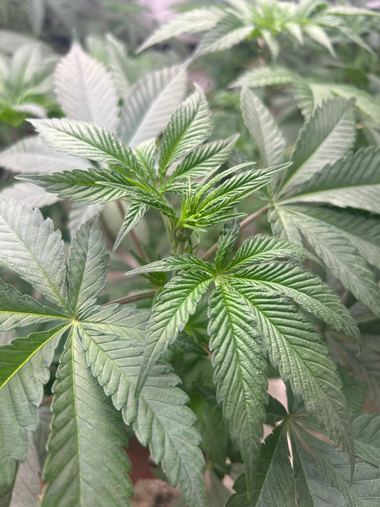 Paradise Pine (Cuttings) 1 Cut